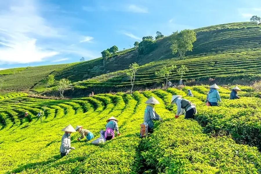 Đồi chè Cầu Đất farm Đà Lạt